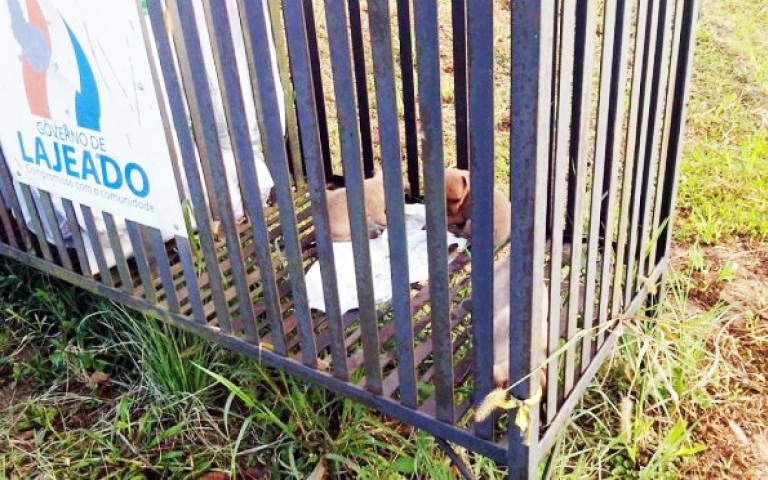 Filhotes de cachorro são encontrados dentro de lixeira em Lajeado